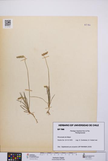Plantago hispidula [Espécimen: UCH:EIF:0007366]