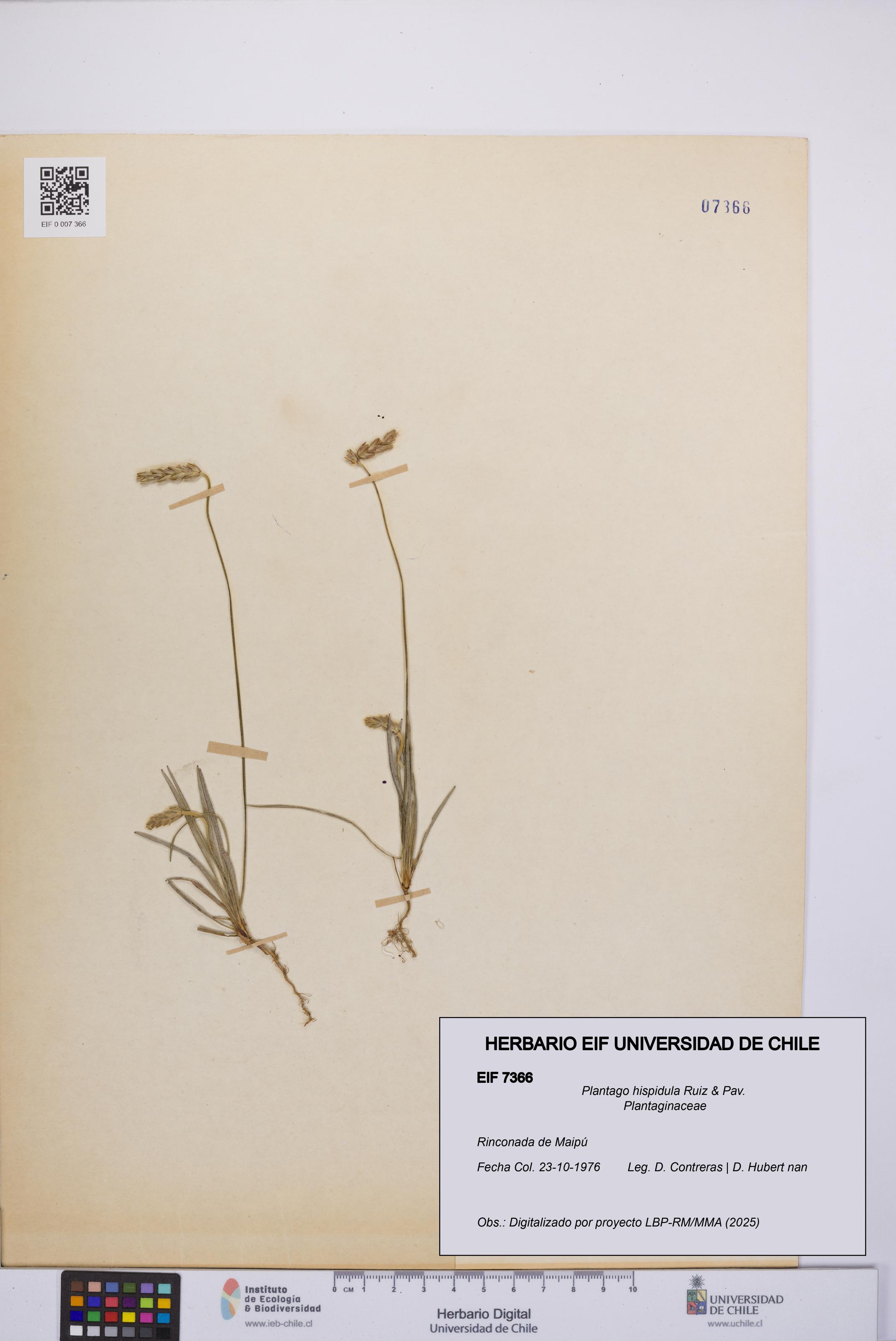 Plantago hispidula [Espécimen: UCH:EIF:0007366]