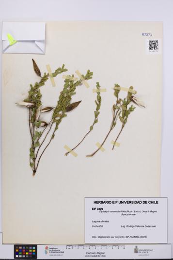 Diplolepis nummulariifolia [Espécimen: UCH:EIF:0007379]