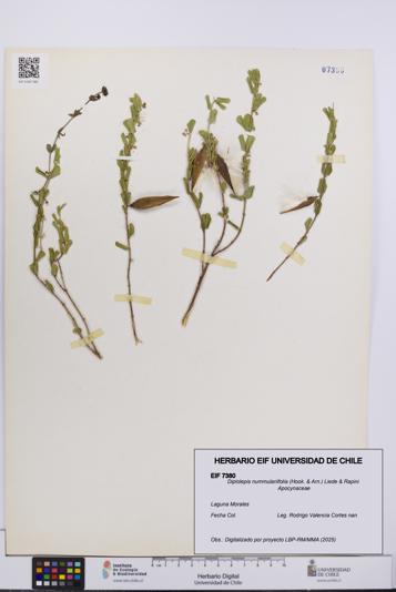 Diplolepis nummulariifolia [Espécimen: UCH:EIF:0007380]