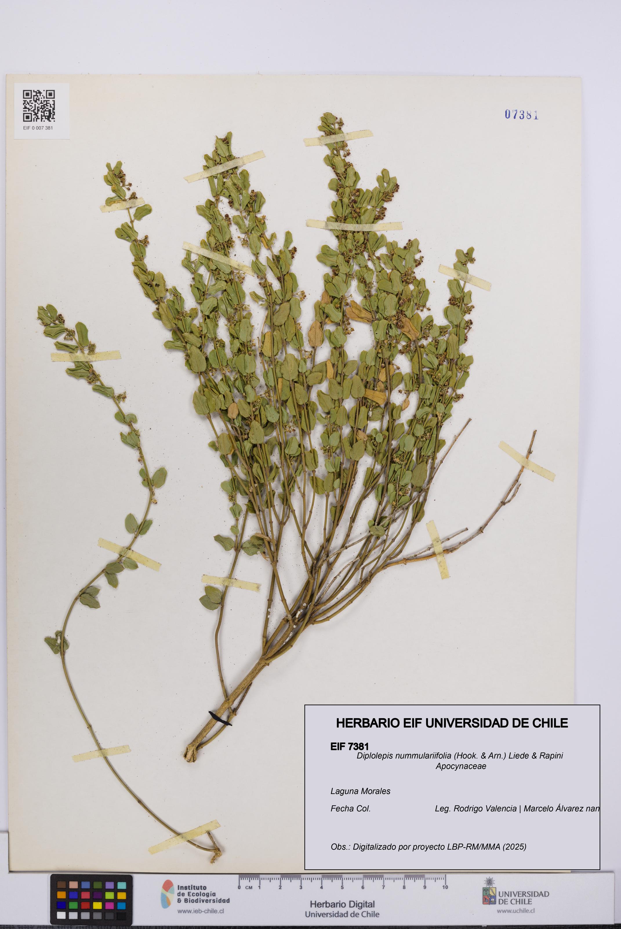 Diplolepis nummulariifolia [Espécimen: UCH:EIF:0007381]