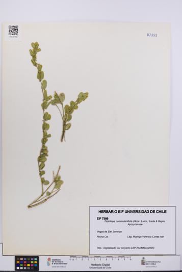 Diplolepis nummulariifolia [Espécimen: UCH:EIF:0007389]