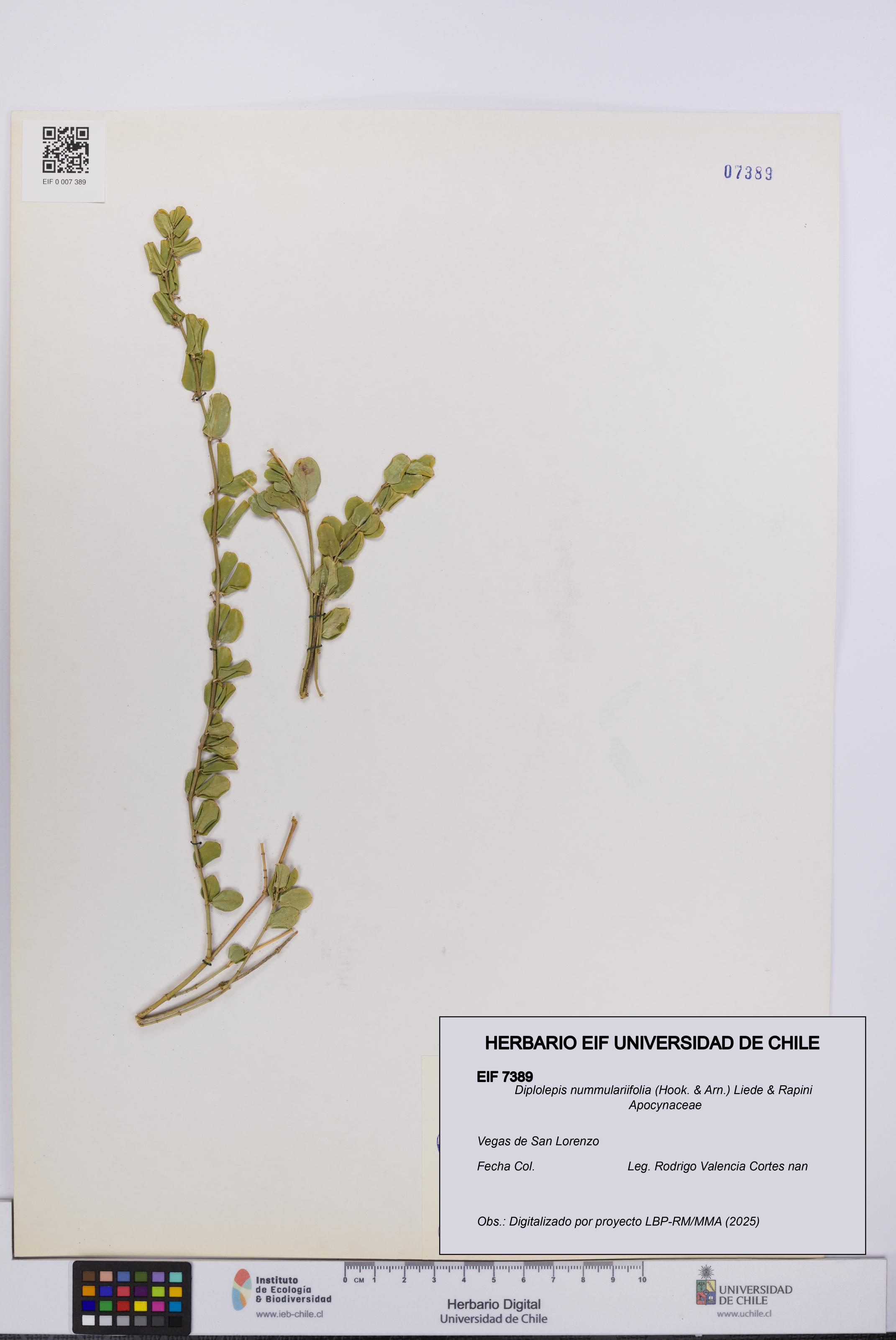 Diplolepis nummulariifolia [Espécimen: UCH:EIF:0007389]