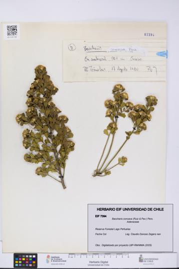 Baccharis concava [Espécimen: UCH:EIF:0007394]