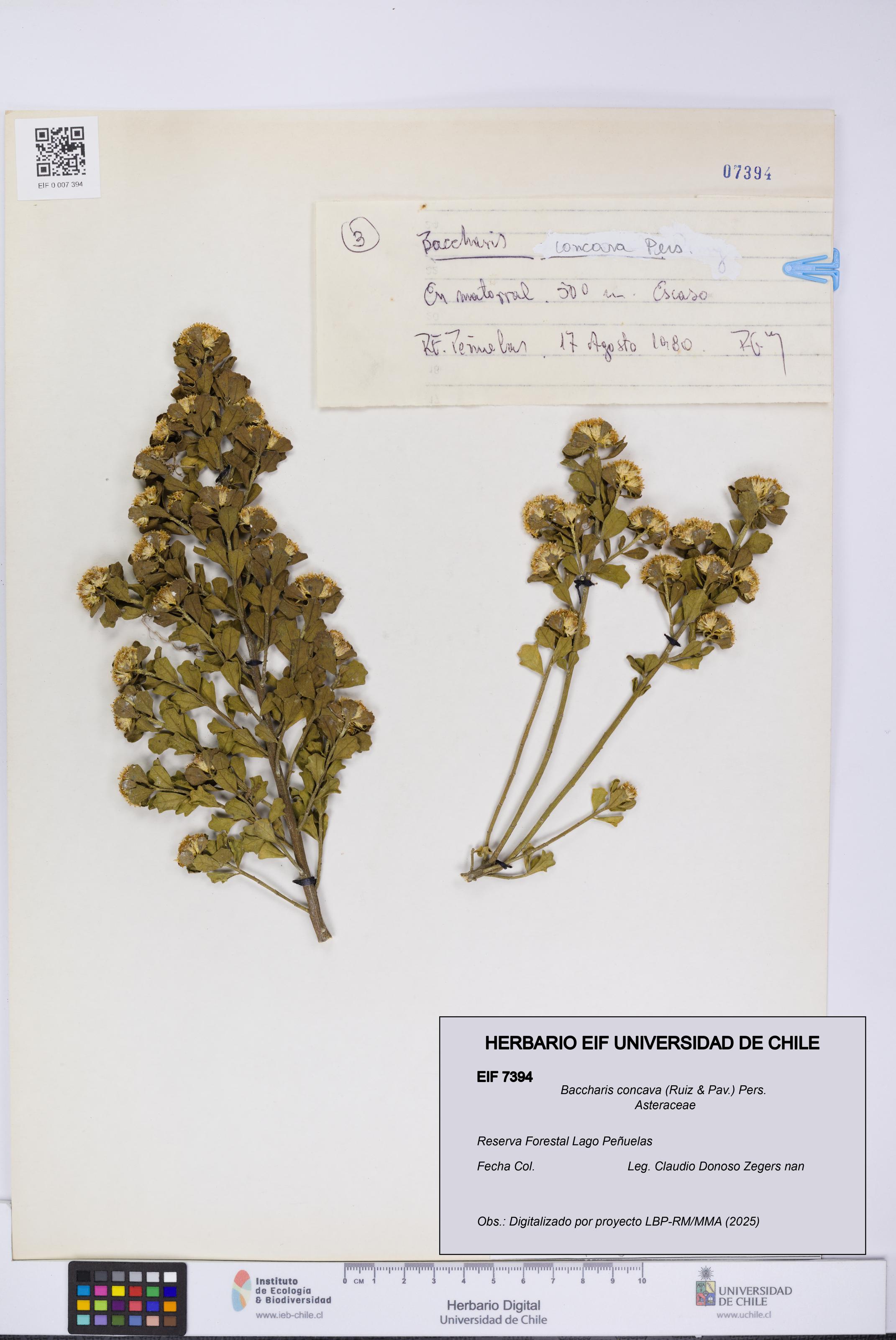 Baccharis concava [Espécimen: UCH:EIF:0007394]