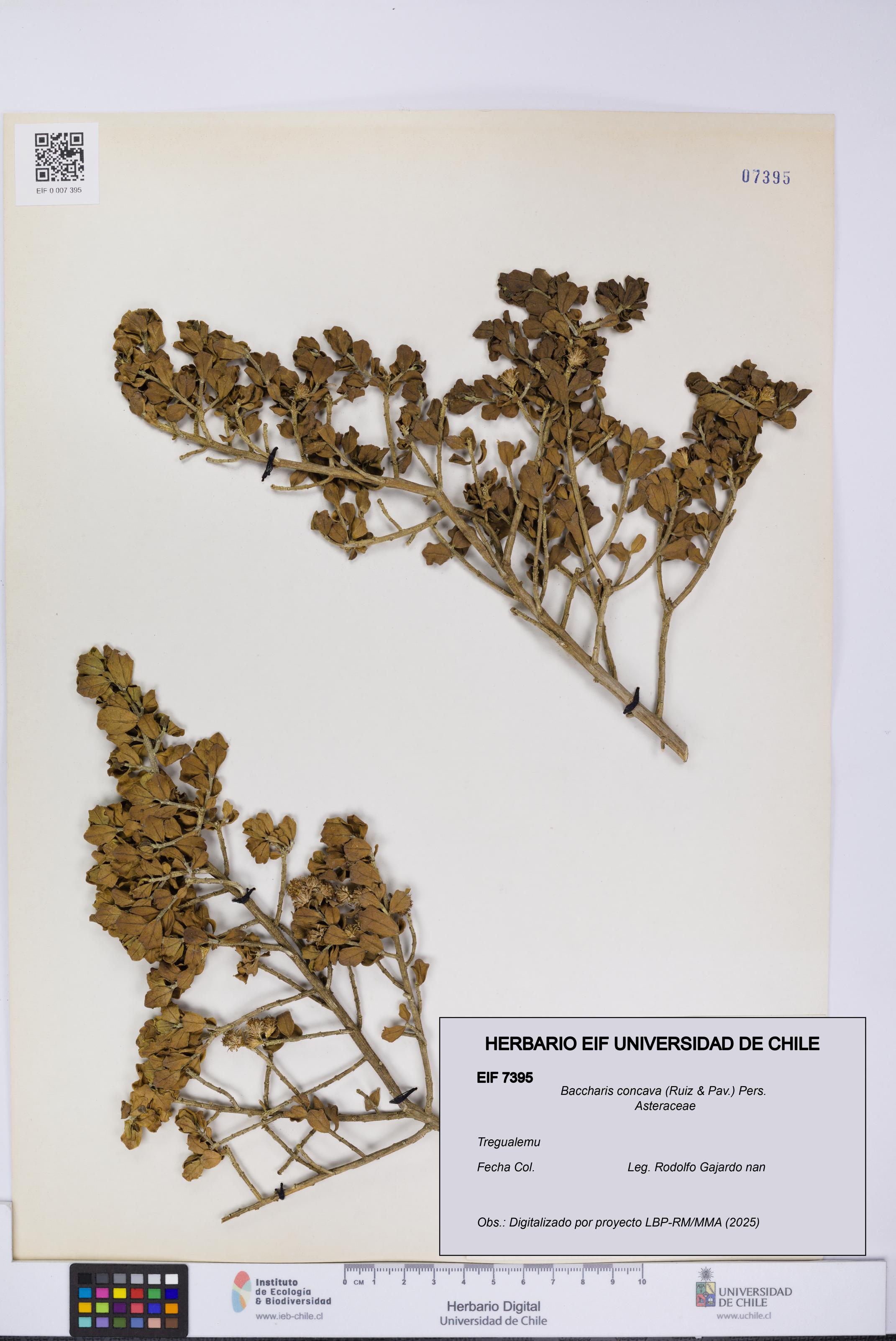 Baccharis concava [Espécimen: UCH:EIF:0007395]