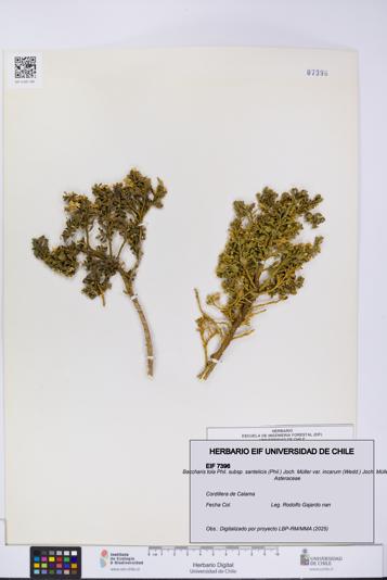 Baccharis tola subsp. santelicis var. incarum [Espécimen: UCH:EIF:0007396]