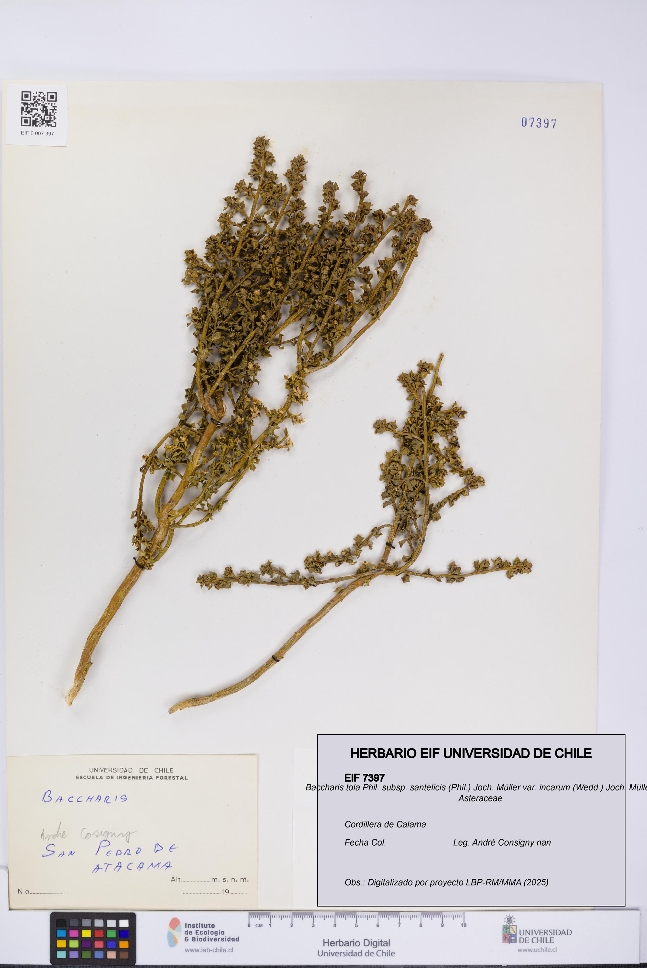 Baccharis tola subsp. santelicis var. incarum [Espécimen: UCH:EIF:0007397]