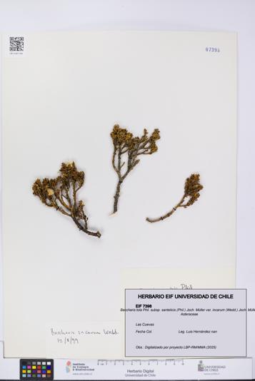 Baccharis tola subsp. santelicis var. incarum [Espécimen: UCH:EIF:0007398]