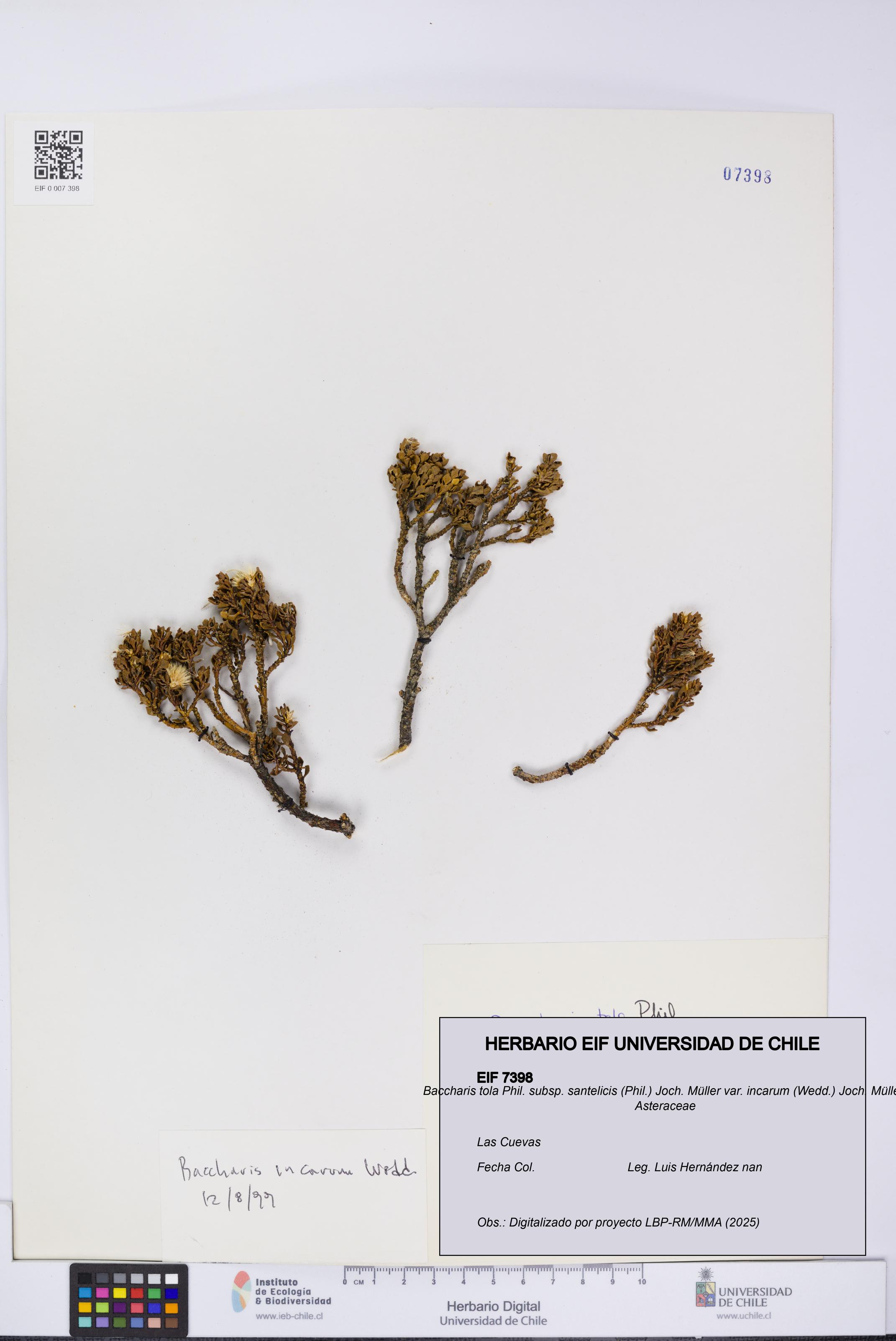 Baccharis tola subsp. santelicis var. incarum [Espécimen: UCH:EIF:0007398]