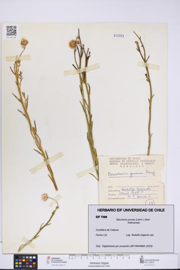 Baccharis juncea [Espécimen: UCH:EIF:0007399]