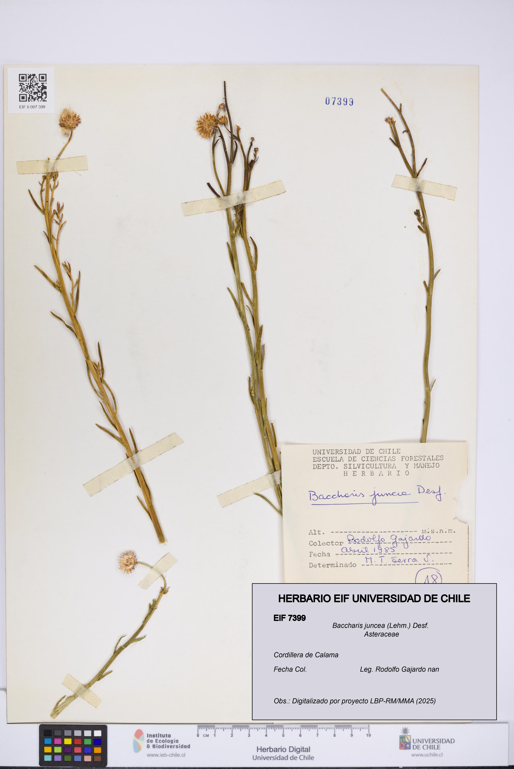 Baccharis juncea [Espécimen: UCH:EIF:0007399]