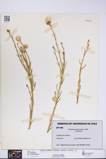Baccharis juncea [Espécimen: UCH:EIF:0007400]