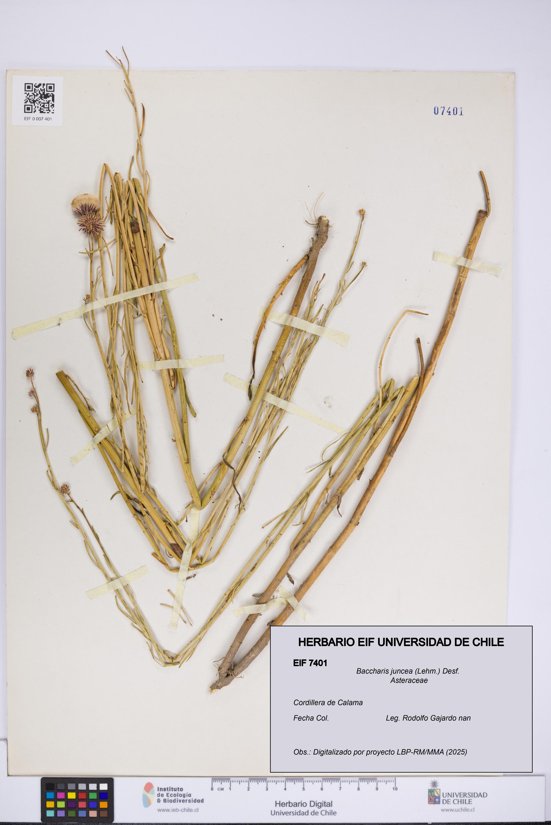 Baccharis juncea [Espécimen: UCH:EIF:0007401]