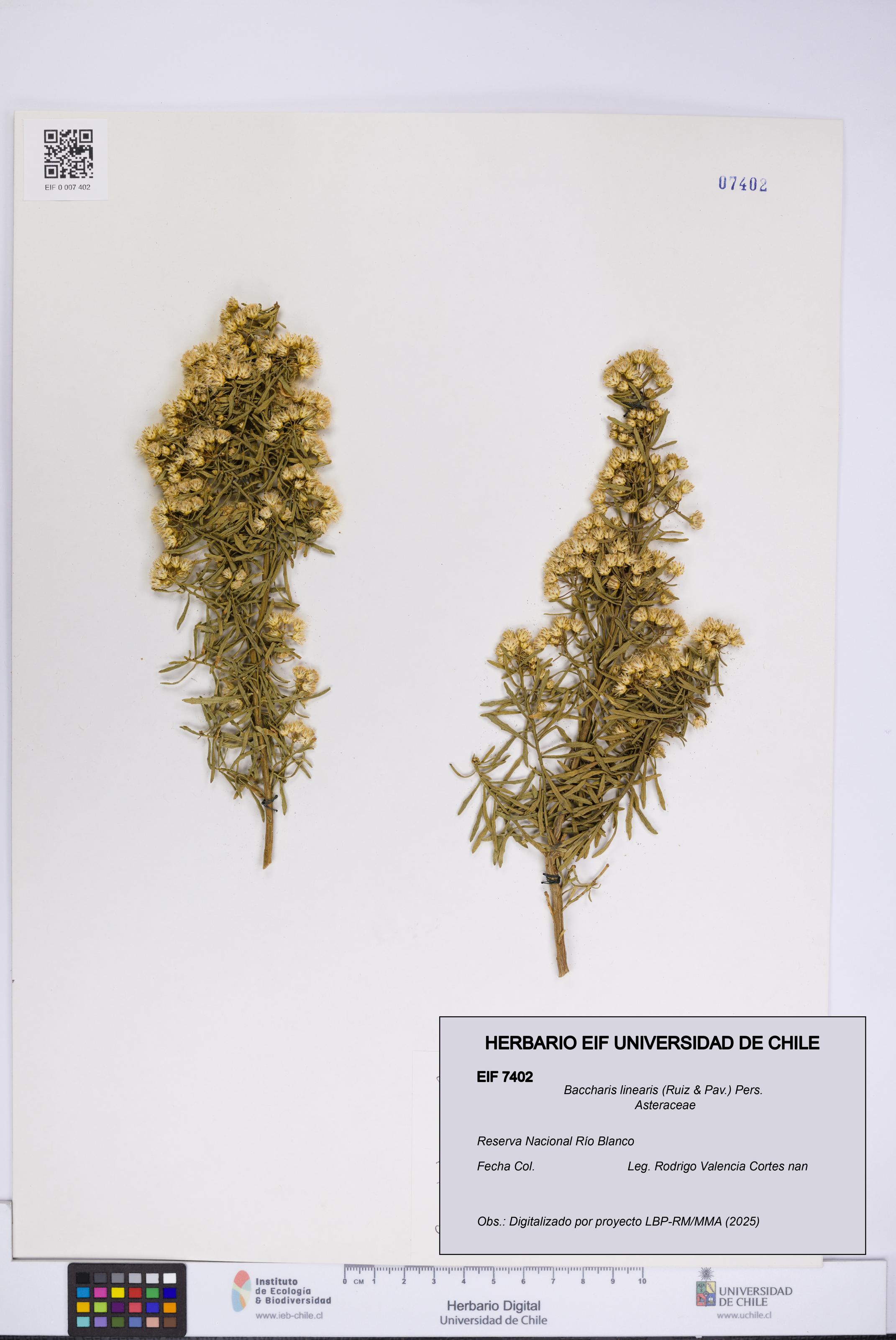 Baccharis linearis [Espécimen: UCH:EIF:0007402]