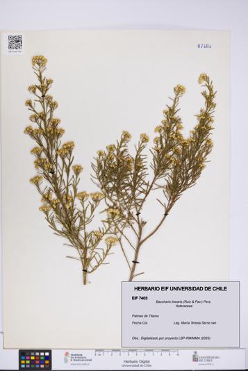 Baccharis linearis [Espécimen: UCH:EIF:0007403]
