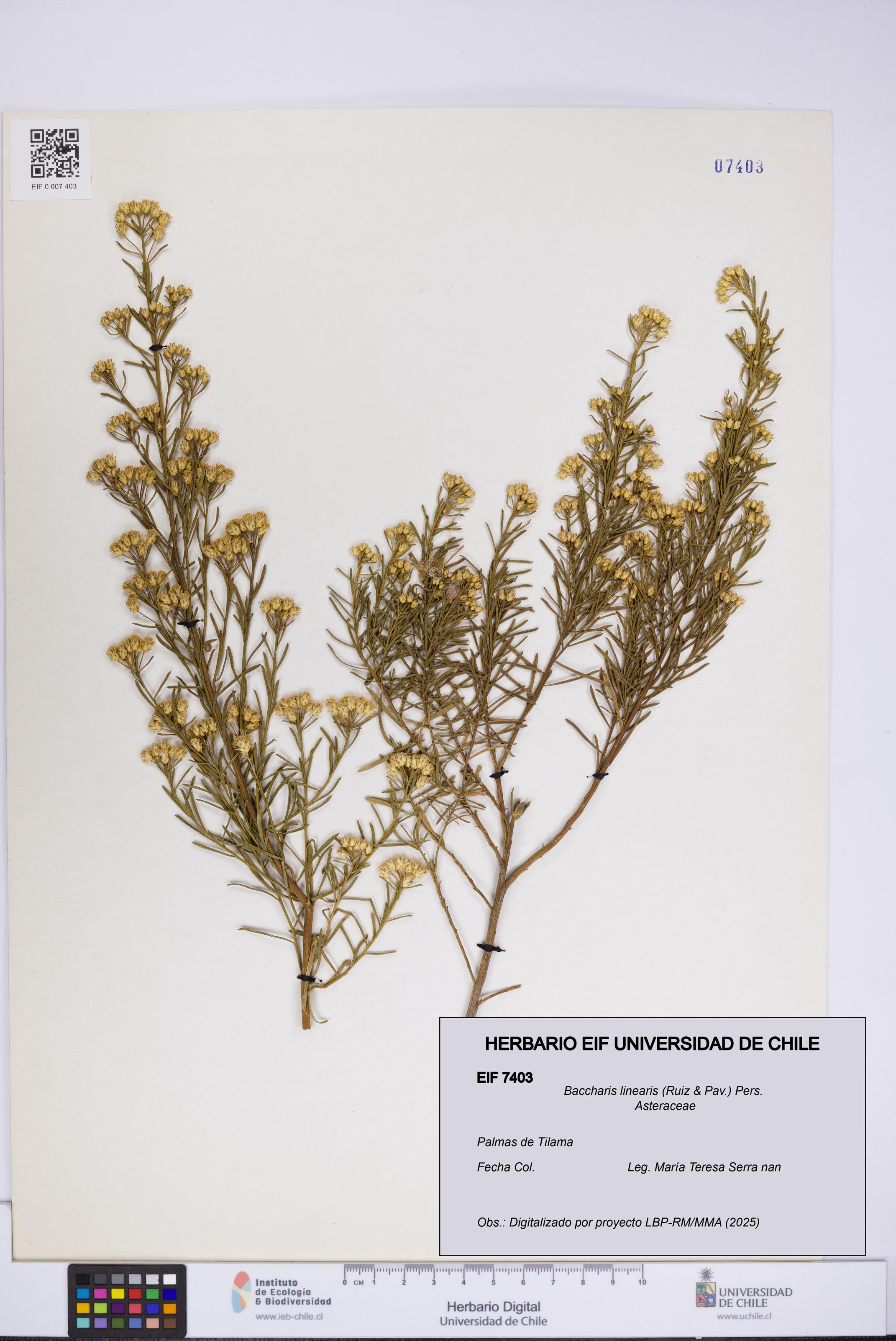 Baccharis linearis [Espécimen: UCH:EIF:0007403]