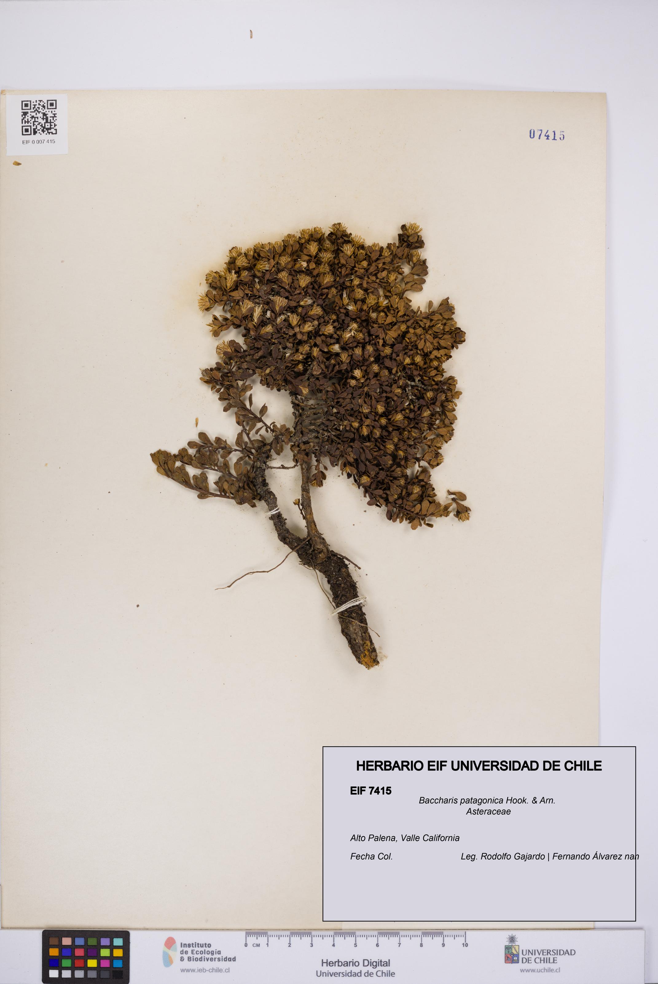 Baccharis patagonica [Espécimen: UCH:EIF:0007415]