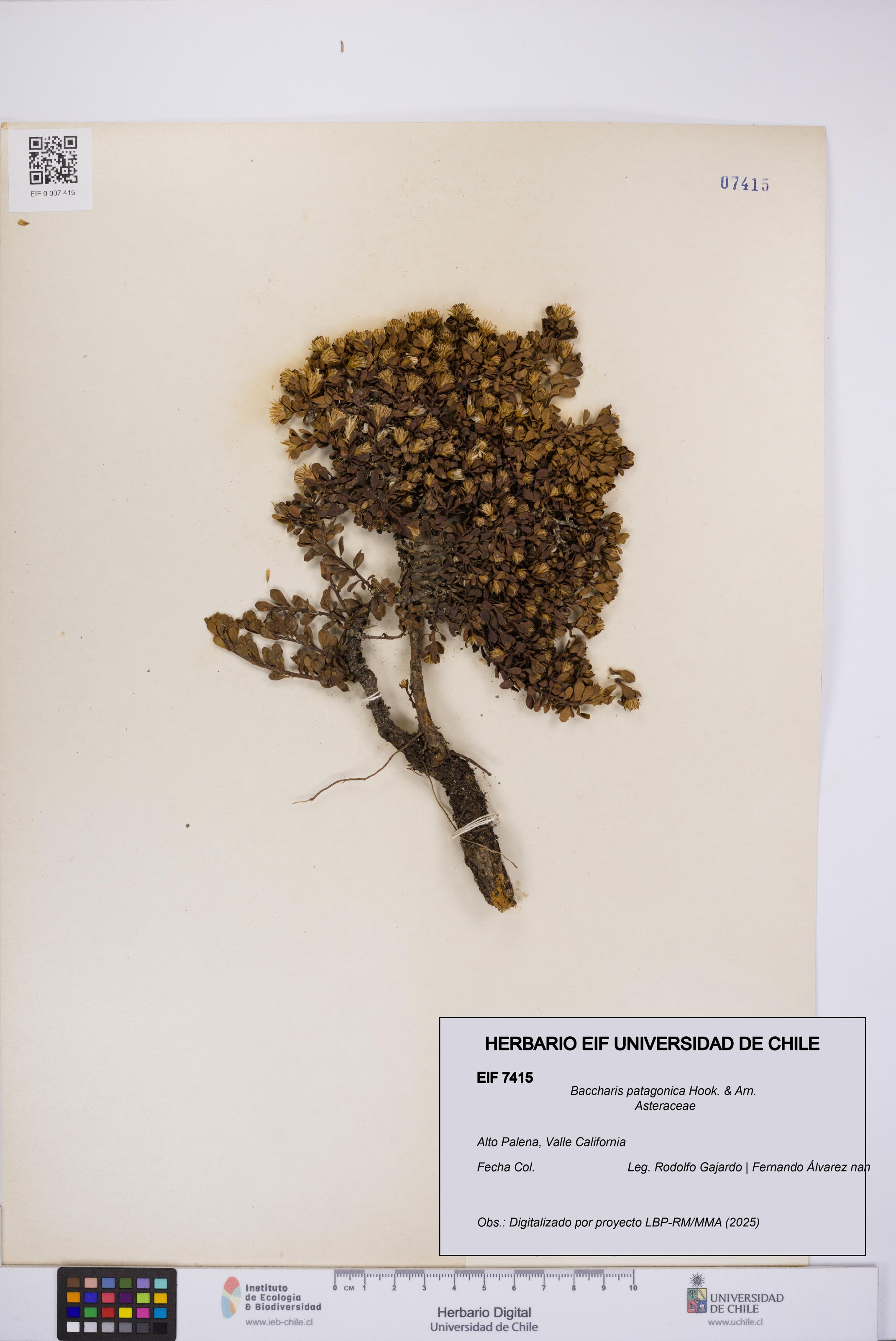 Baccharis patagonica [Espécimen: UCH:EIF:0007415]