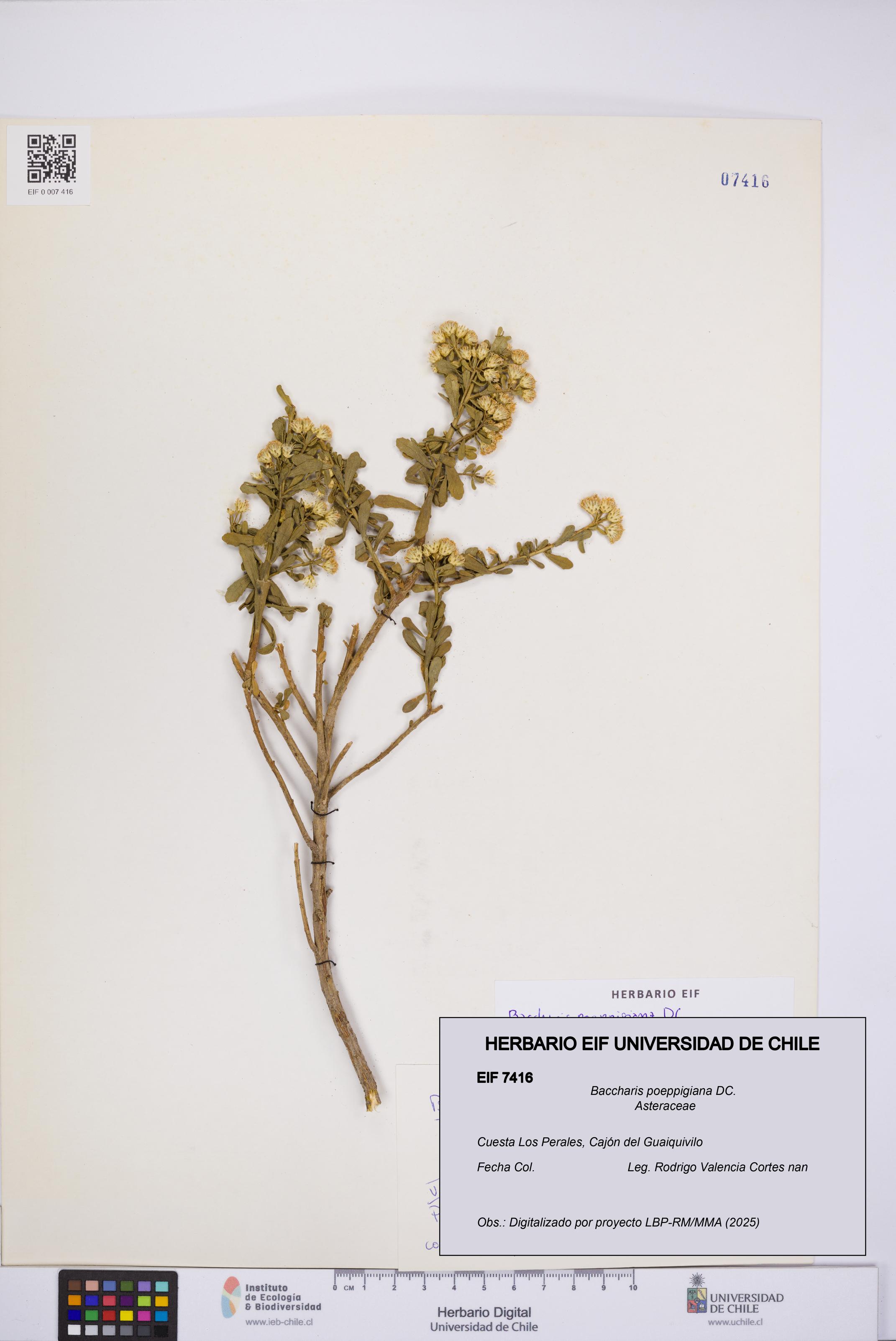 Baccharis poeppigiana [Espécimen: UCH:EIF:0007416]