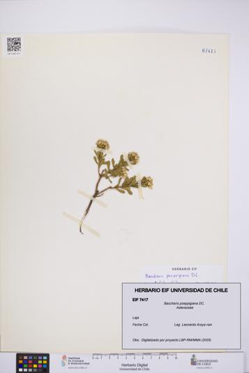 Baccharis poeppigiana [Espécimen: UCH:EIF:0007417]