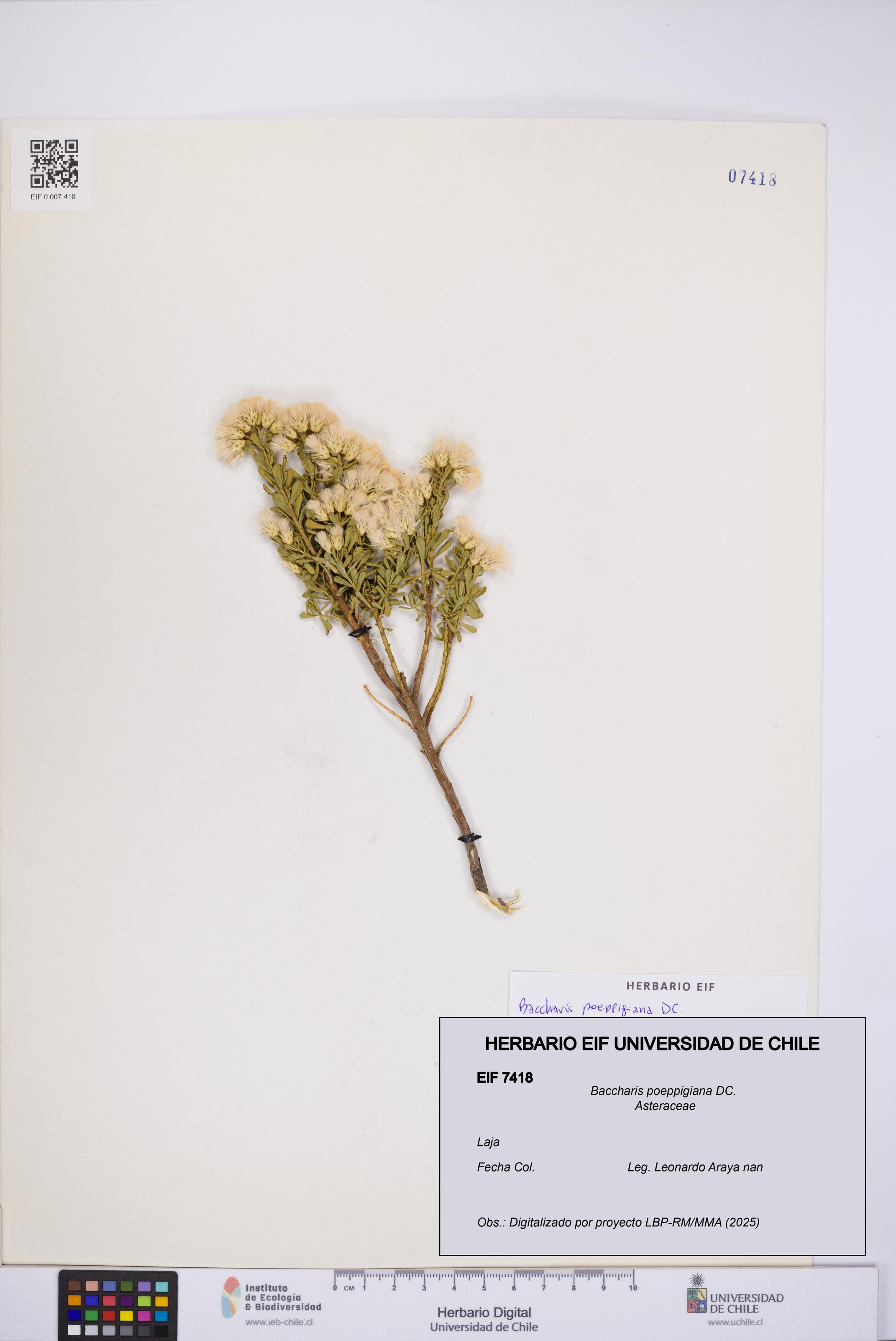 Baccharis poeppigiana [Espécimen: UCH:EIF:0007418]