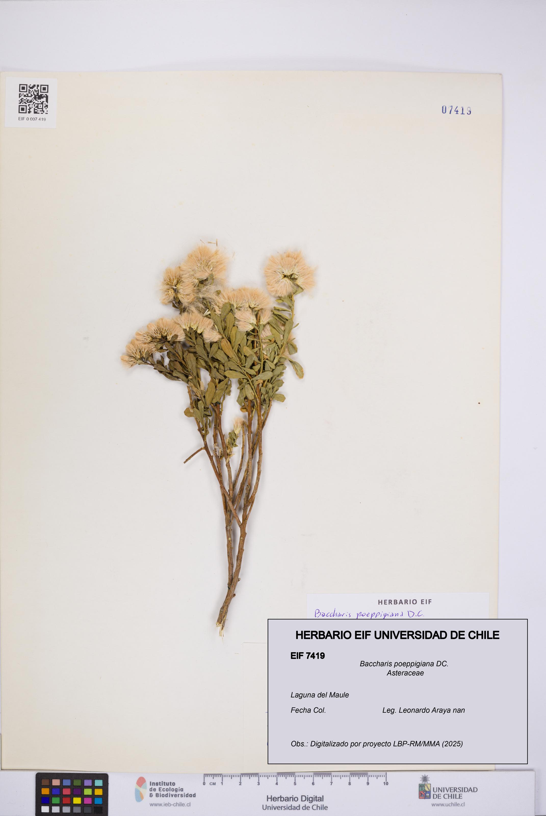 Baccharis poeppigiana [Espécimen: UCH:EIF:0007419]
