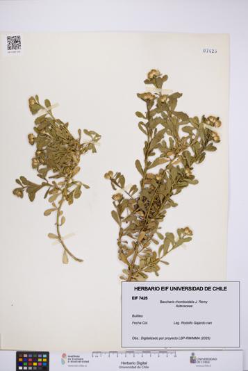 Baccharis rhomboidalis [Espécimen: UCH:EIF:0007425]