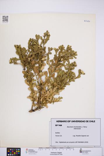 Baccharis rhomboidalis [Espécimen: UCH:EIF:0007426]