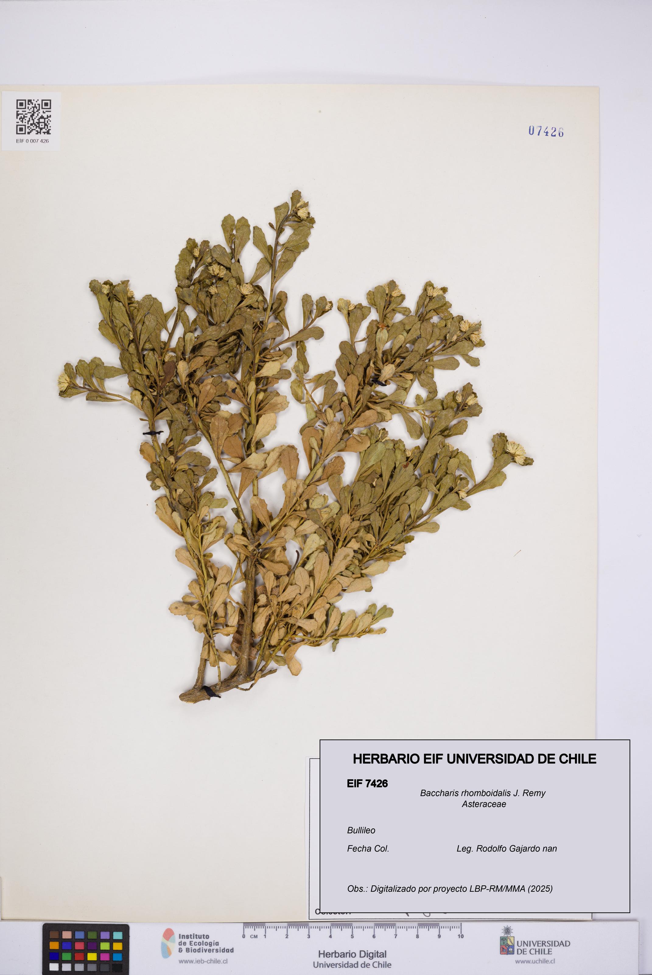 Baccharis rhomboidalis [Espécimen: UCH:EIF:0007426]