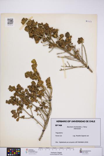 Baccharis rhomboidalis [Espécimen: UCH:EIF:0007429]