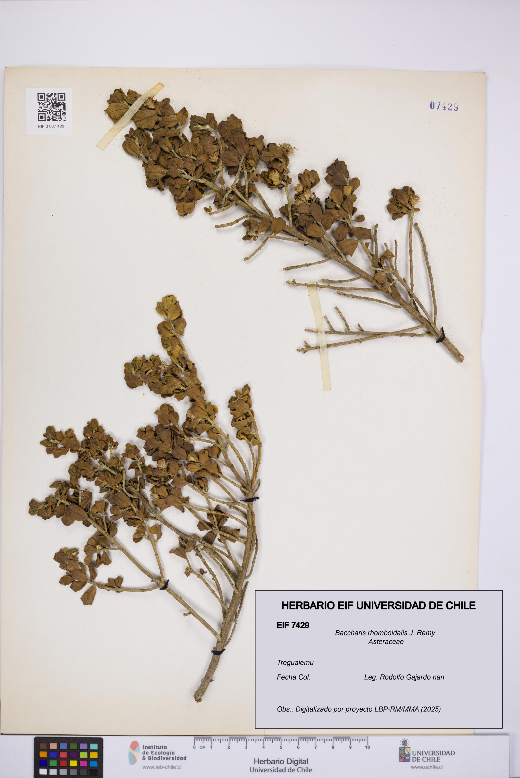 Baccharis rhomboidalis [Espécimen: UCH:EIF:0007429]