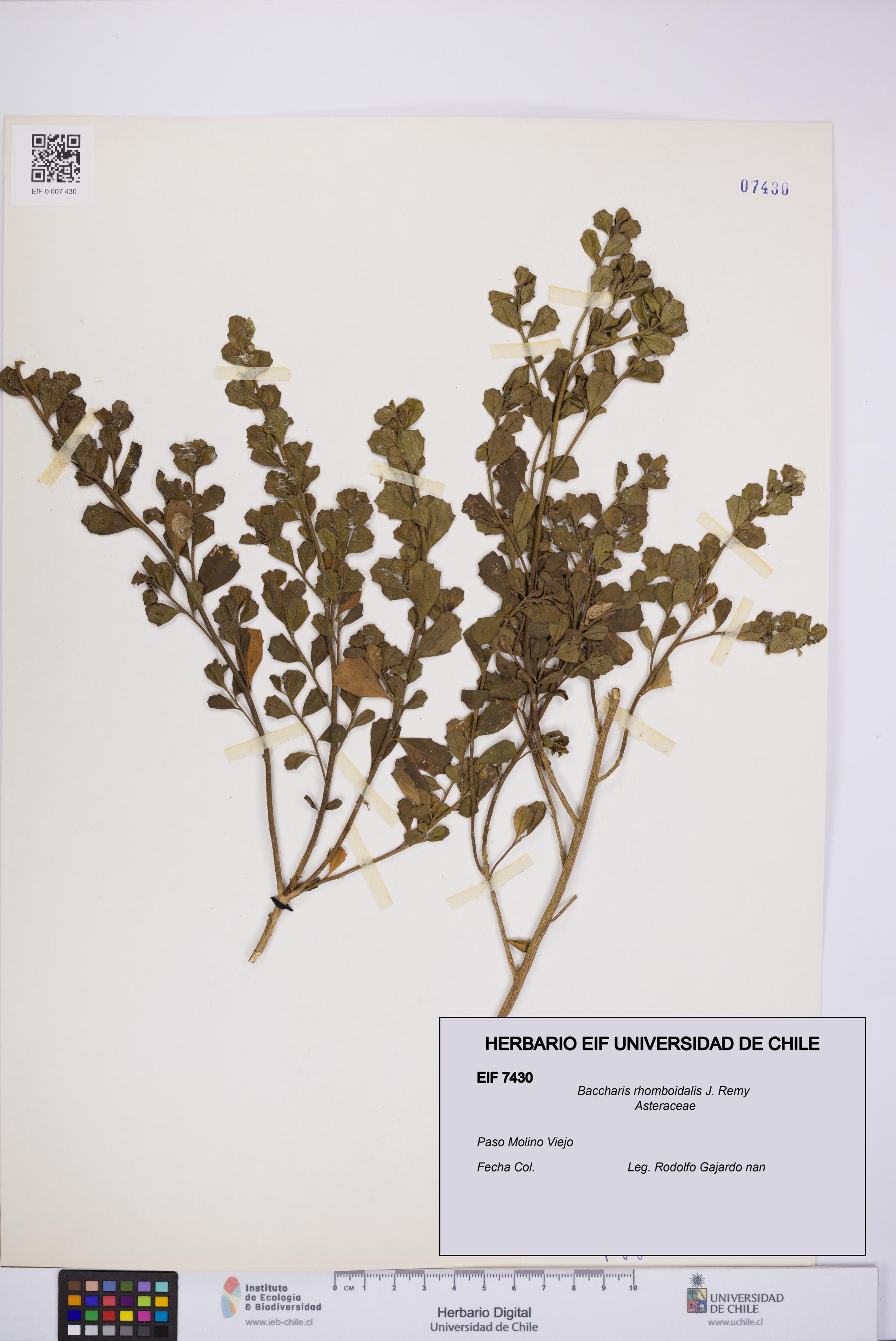 Baccharis rhomboidalis [Espécimen: UCH:EIF:0007430]