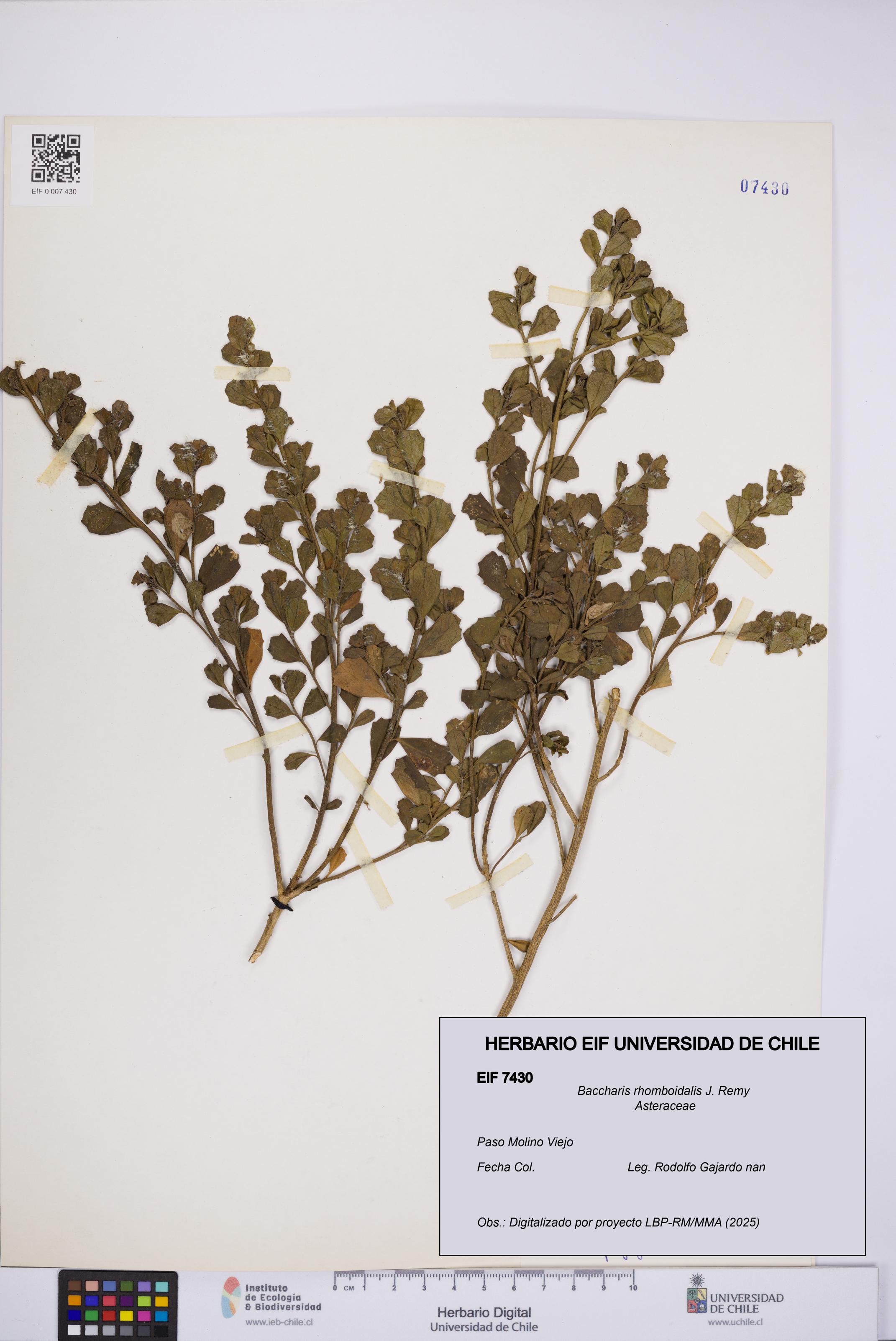 Baccharis rhomboidalis [Espécimen: UCH:EIF:0007430]