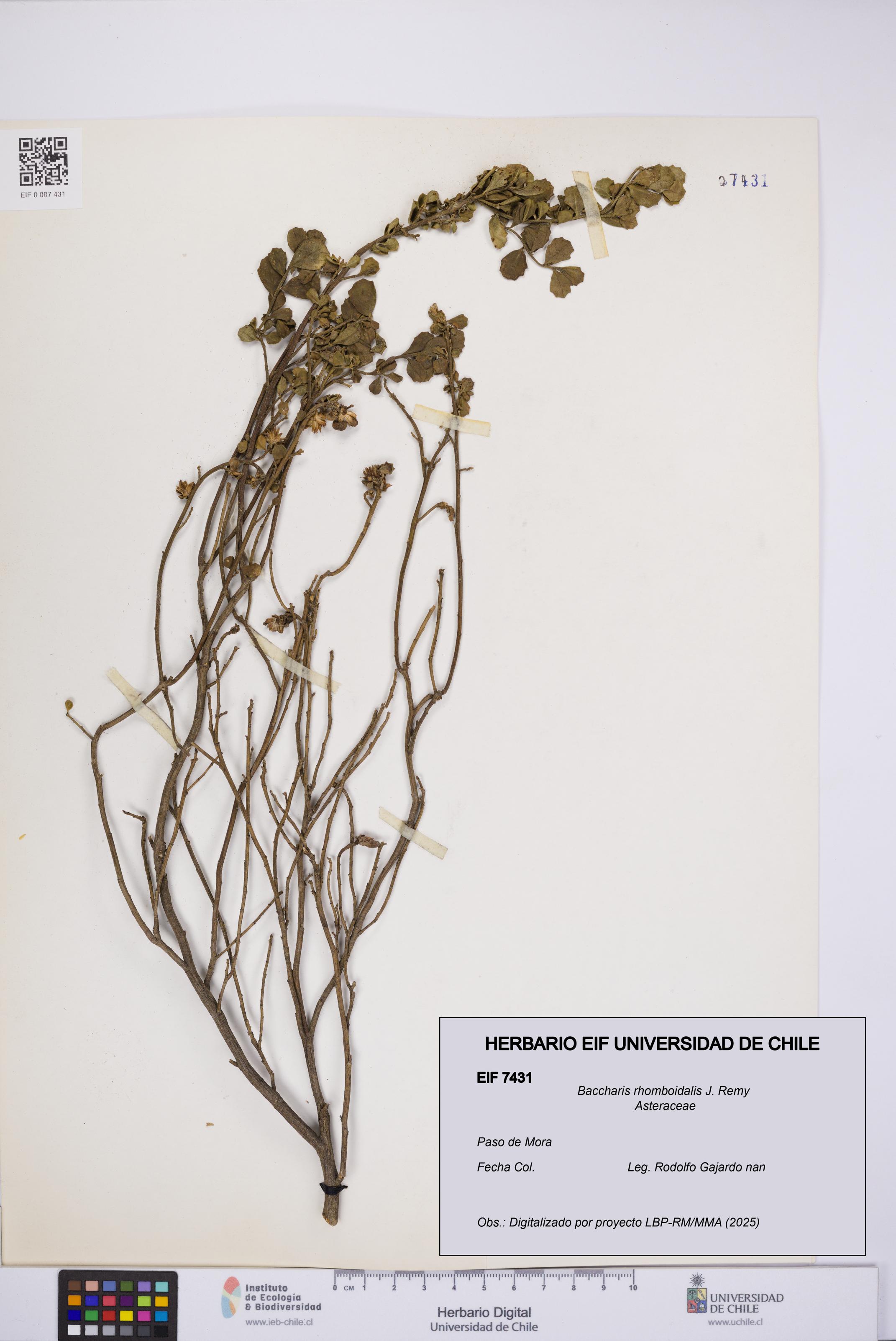 Baccharis rhomboidalis [Espécimen: UCH:EIF:0007431]