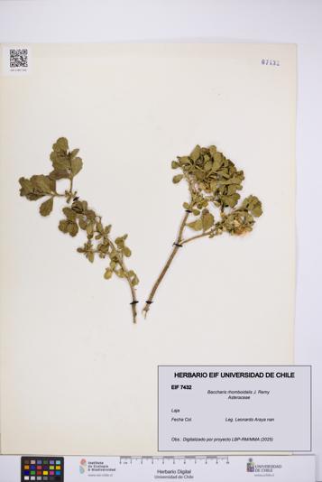 Baccharis rhomboidalis [Espécimen: UCH:EIF:0007432]