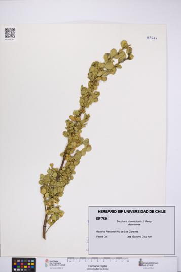 Baccharis rhomboidalis [Espécimen: UCH:EIF:0007434]