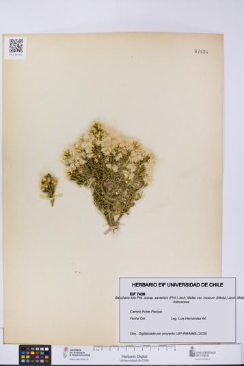 Baccharis tola subsp. santelicis var. incarum [Espécimen: UCH:EIF:0007436]