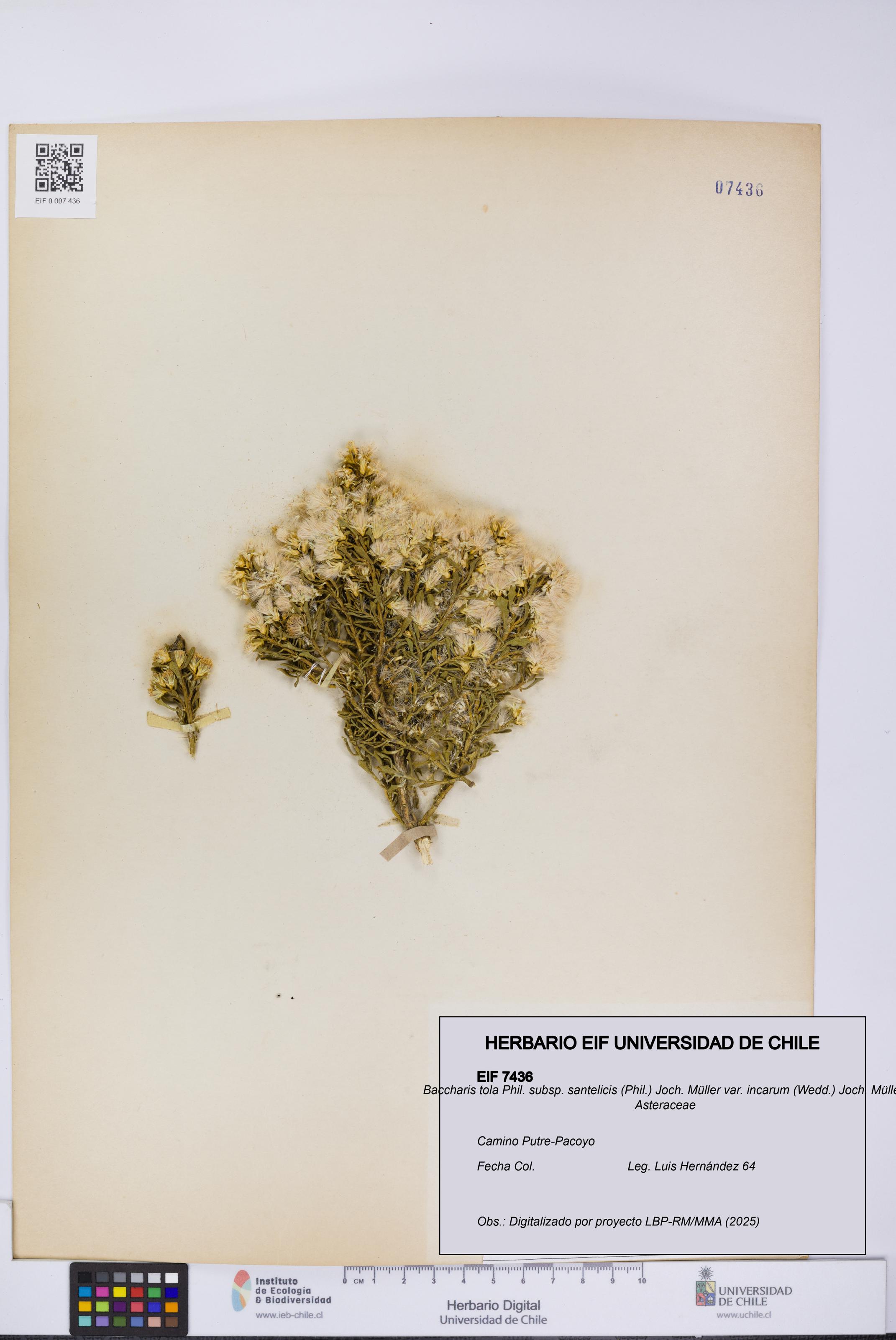 Baccharis tola subsp. santelicis var. incarum [Espécimen: UCH:EIF:0007436]