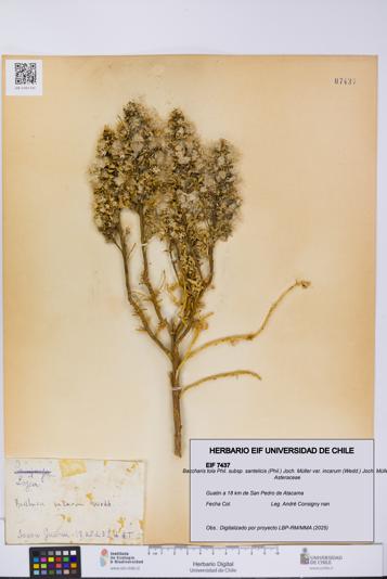 Baccharis tola subsp. santelicis var. incarum [Espécimen: UCH:EIF:0007437]