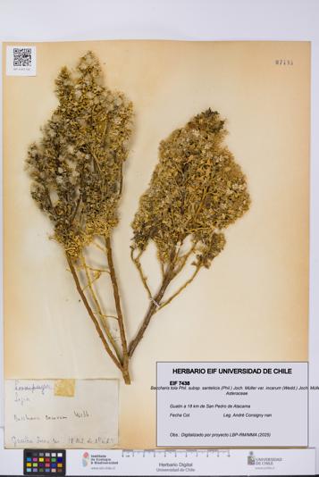 Baccharis tola subsp. santelicis var. incarum [Espécimen: UCH:EIF:0007438]