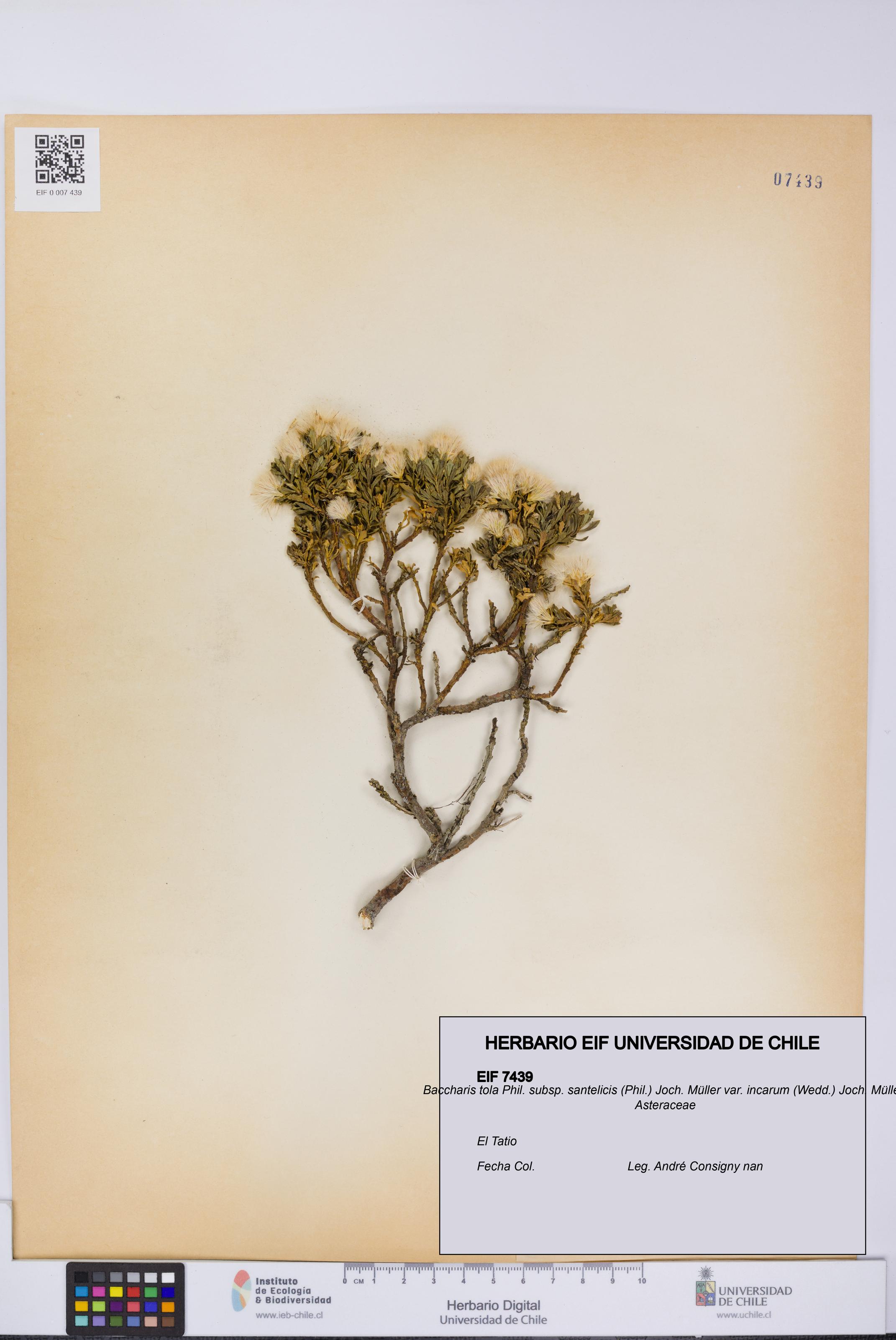 Baccharis tola [Espécimen: UCH:EIF:0007439]