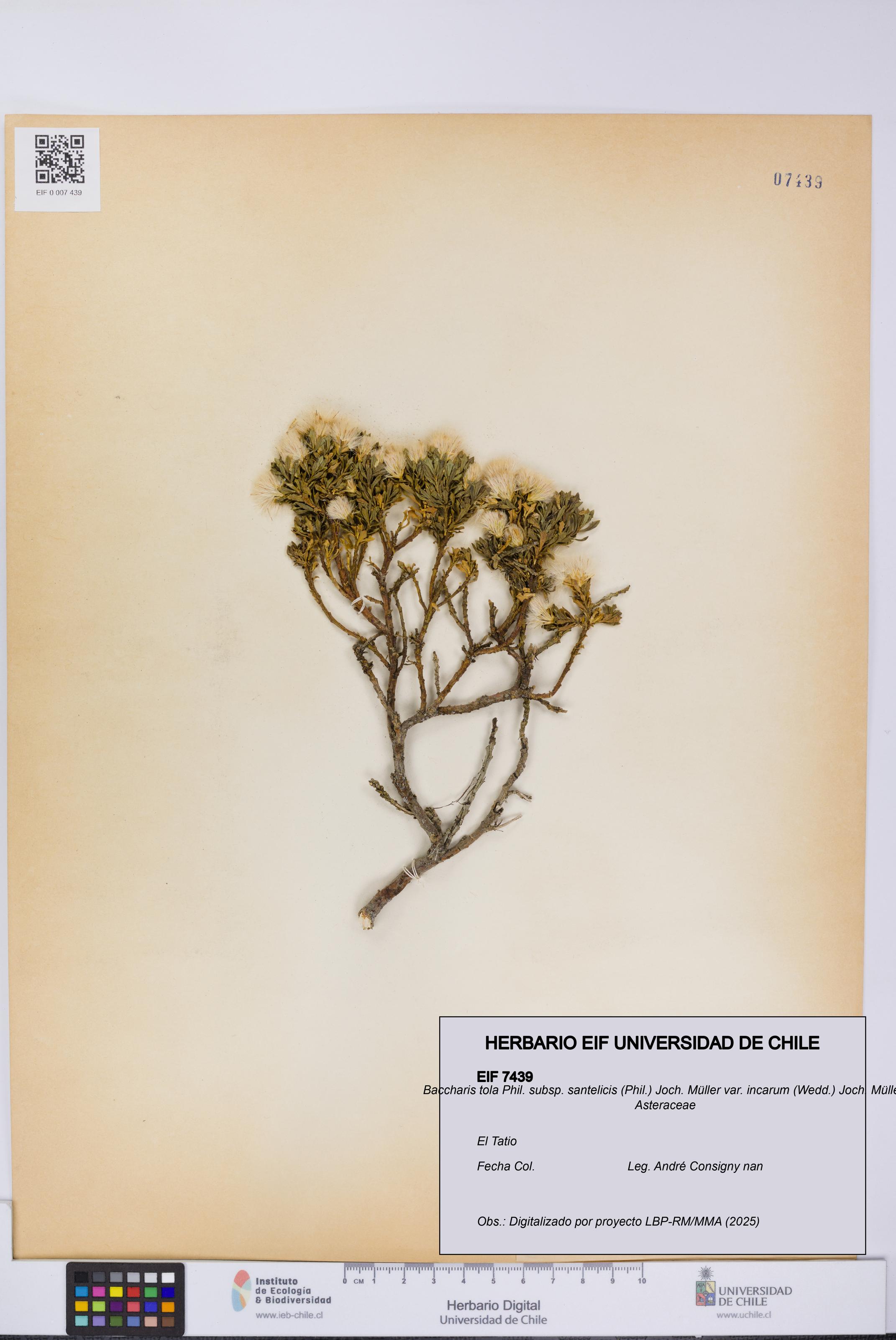 Baccharis tola subsp. santelicis var. incarum [Espécimen: UCH:EIF:0007439]