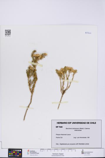 Baccharis boliviensis [Espécimen: UCH:EIF:0007440]