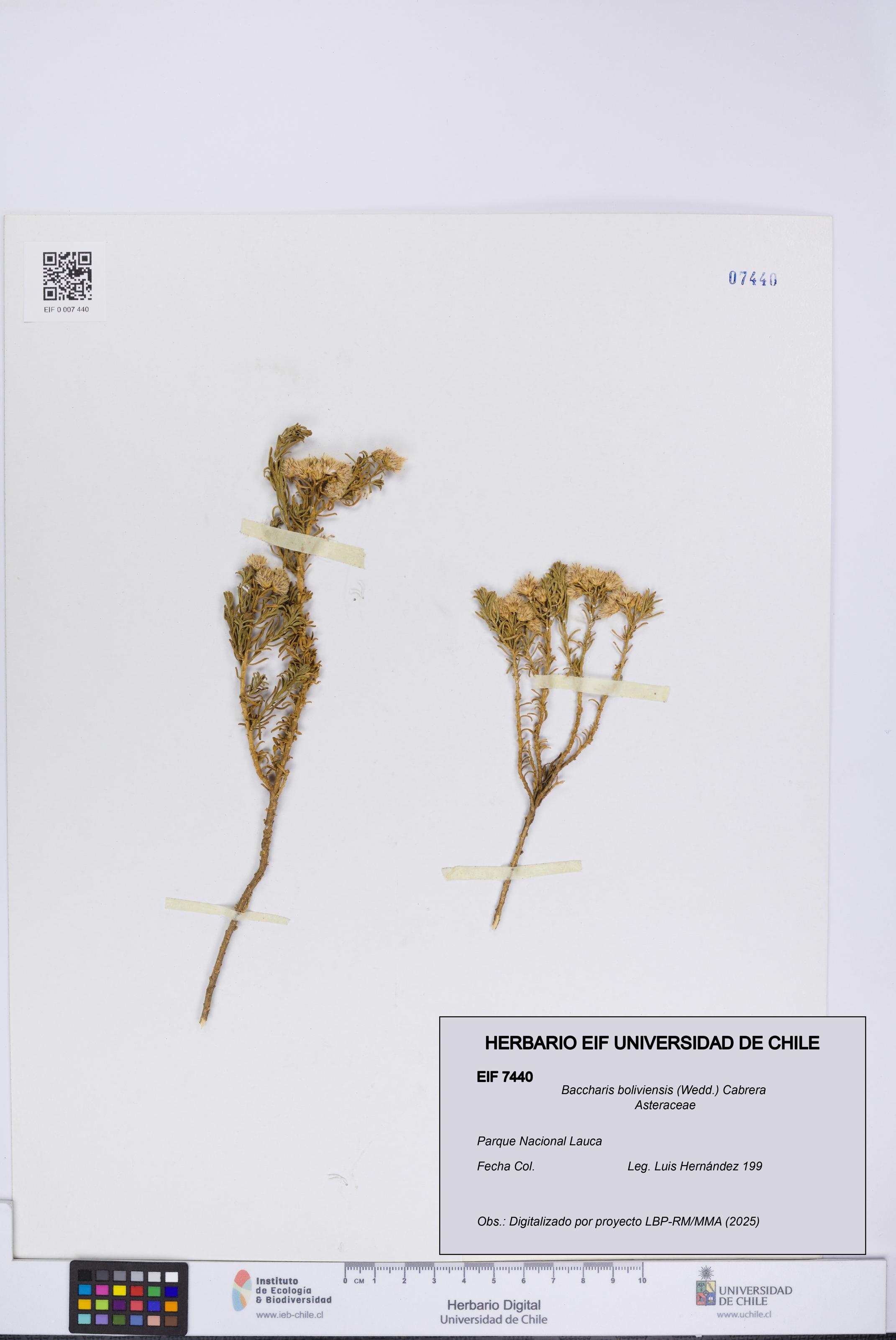 Baccharis boliviensis [Espécimen: UCH:EIF:0007440]