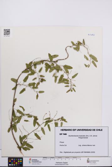 Muehlenbeckia hastulata [Espécimen: UCH:EIF:0007489]