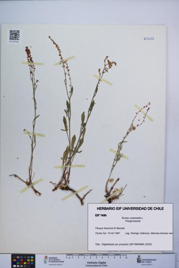 Rumex acetosella [Espécimen: UCH:EIF:0007490]