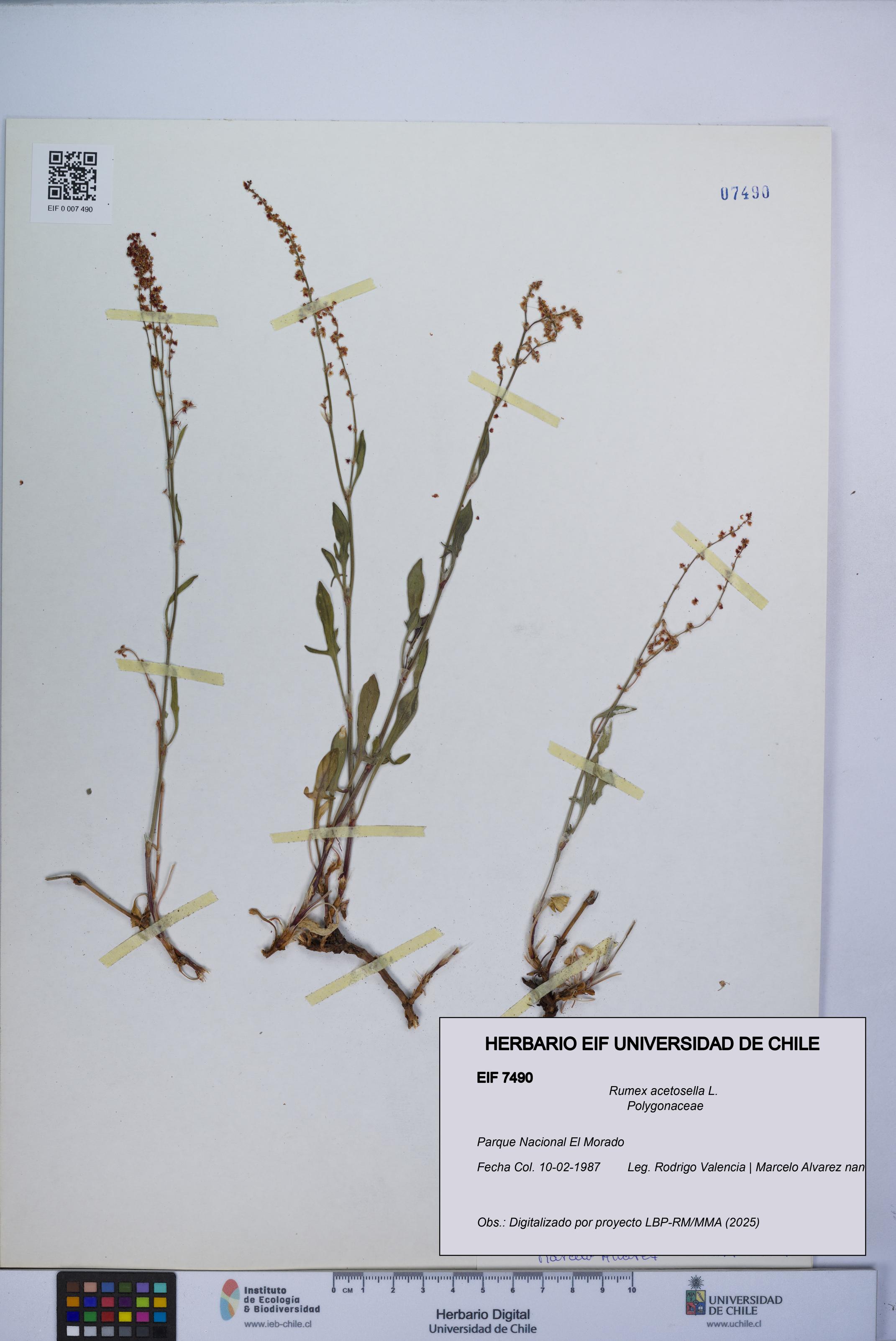 Rumex acetosella [Espécimen: UCH:EIF:0007490]