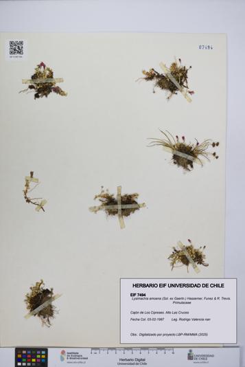 Lysimachia amoena [Espécimen: UCH:EIF:0007494]