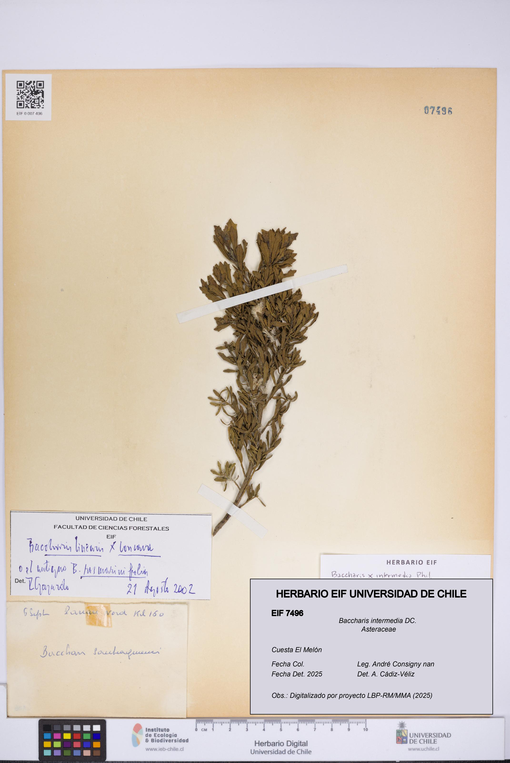 Baccharis intermedia [Espécimen: UCH:EIF:0007496]